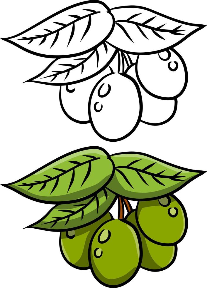 Olive. Green vegetable on branch with leaves. vector