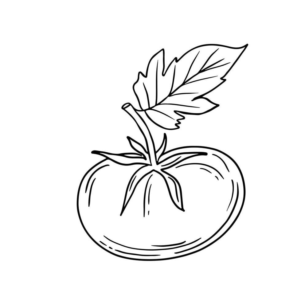 Hand drawn isolated tomato icon. Black outline illustration of vegetable. Tomato with leaf icon. vector