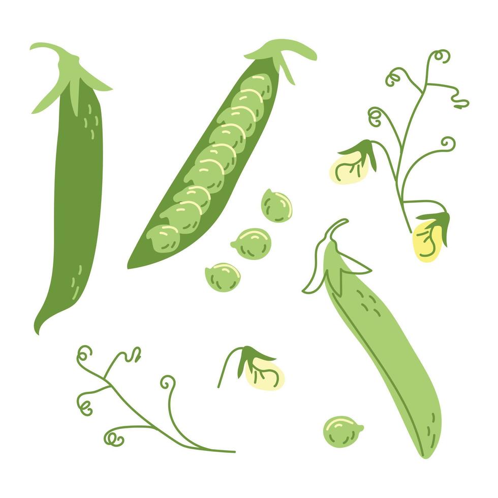 Green peas from the garden vector