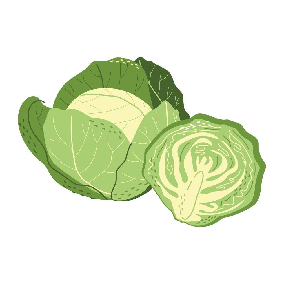 Whole and half white cabbage vector