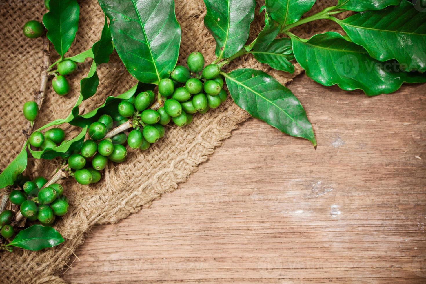 Fresh coffee beans on canvas texture background photo