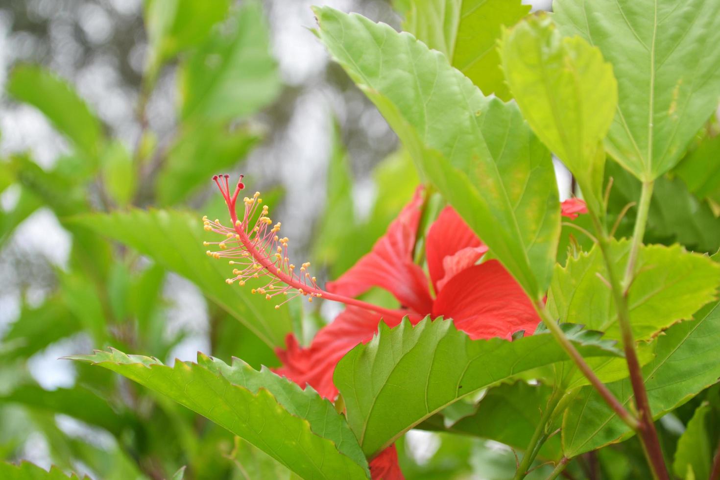 Anther Of Hibiscus Flower And The Green Leaves photo