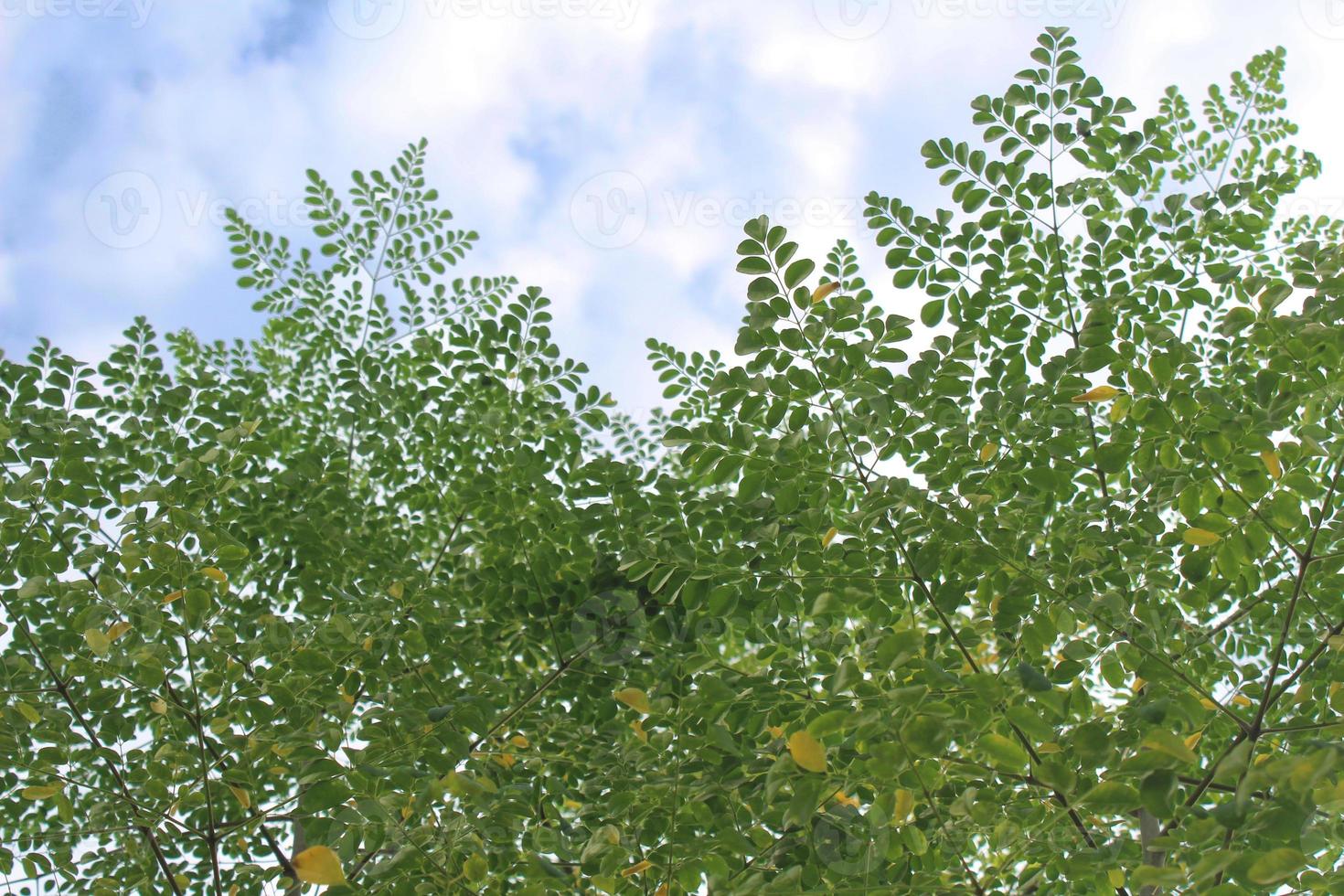 Green Moringa leaves with a white cloudy blue sky background photo