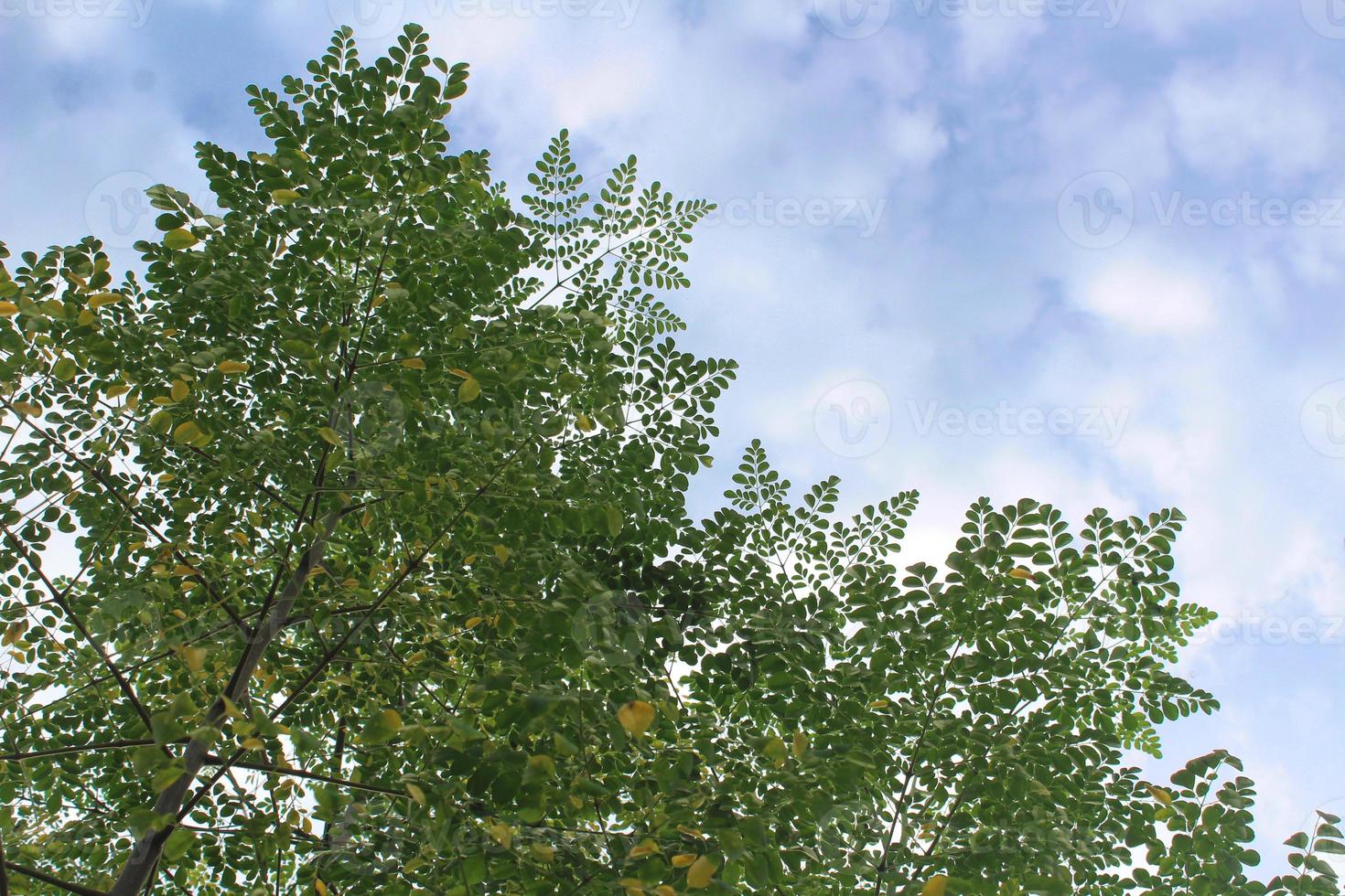 Moringa plant with towering stems and branches photo