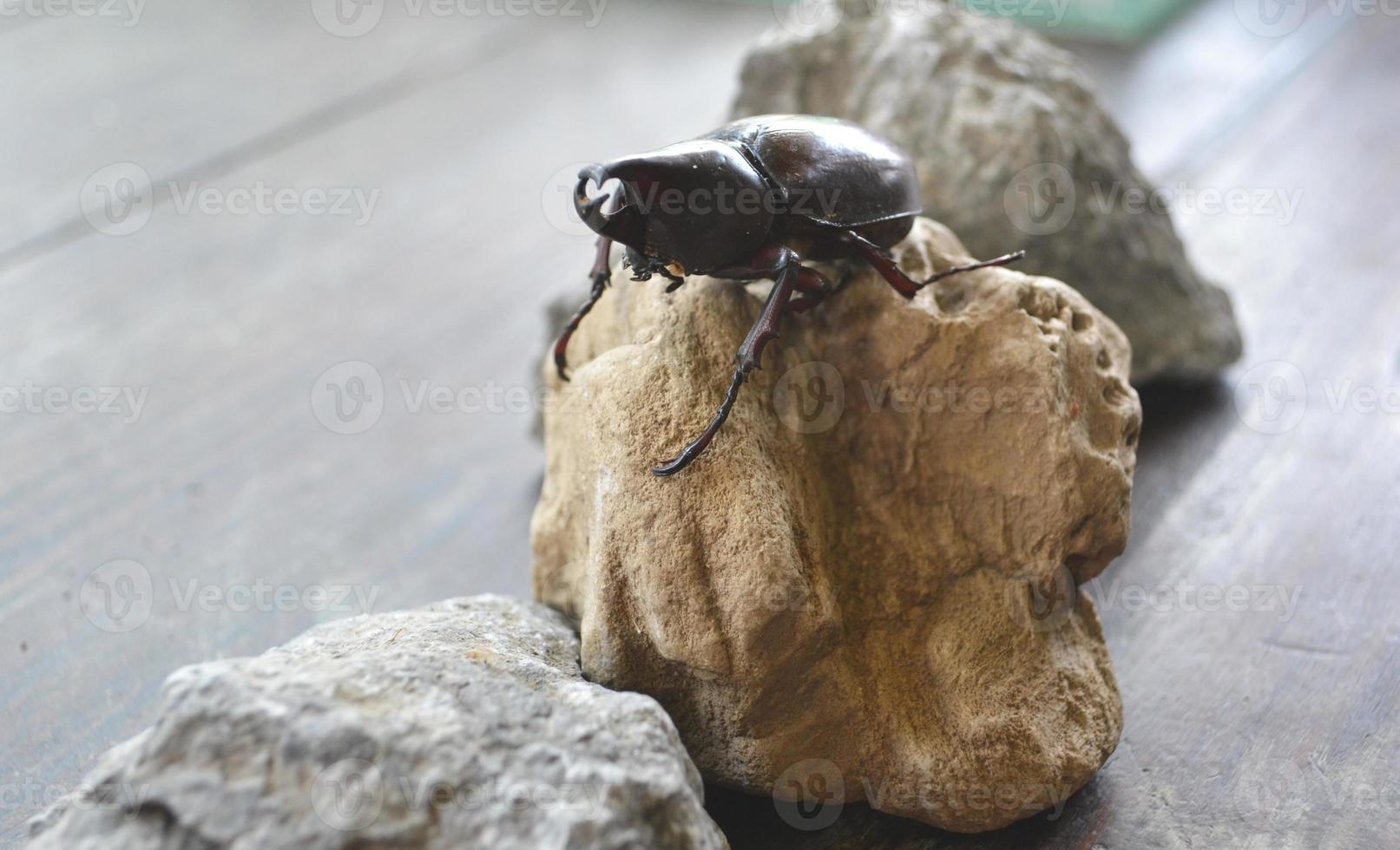 Rhino beetle stands on a brown rock photo