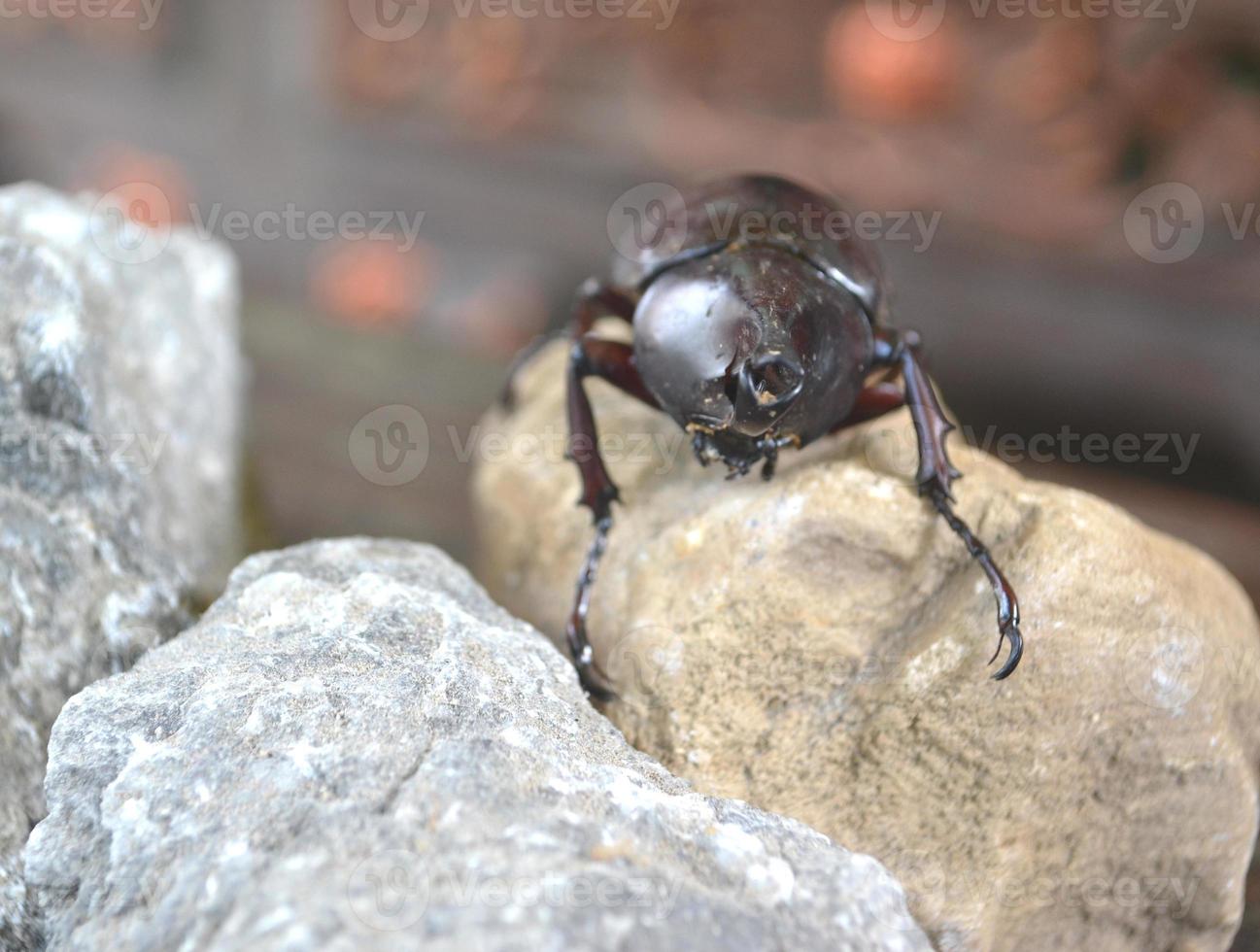 Front view The rhinoceros beetle stands on a brown fossil rock photo