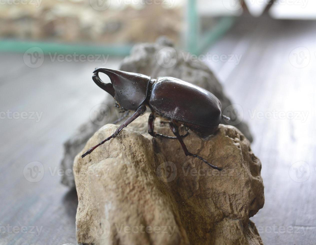 Side view rhinoceros beetle stands on a brown rock photo