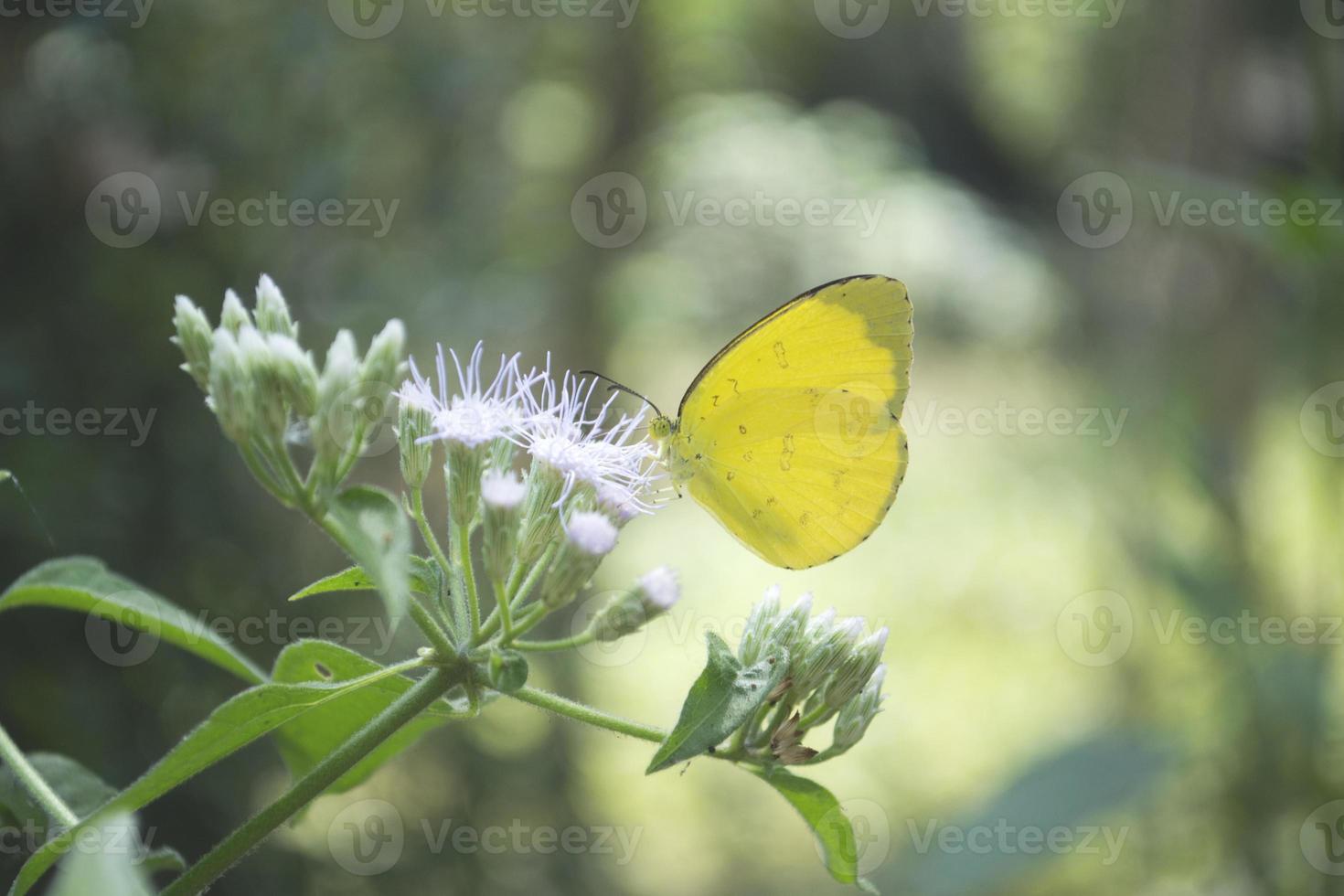 close up shot of butterfly sitting on a wilting flower photo