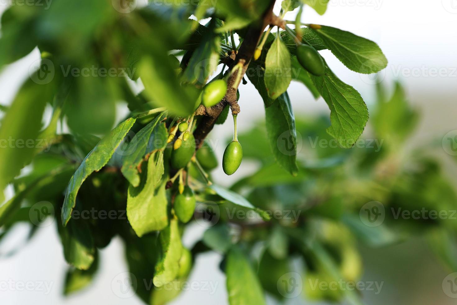 fresh green unripe plums on a branch of tree with sunlight. fruits garden in a spring sunny day. harvest photo