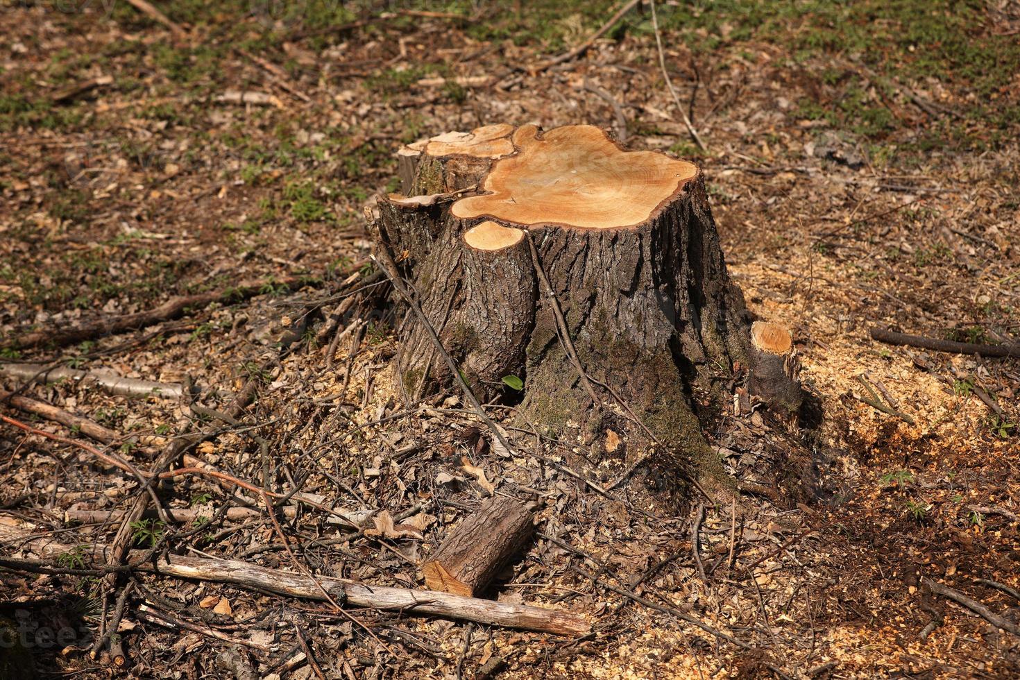 tocón de un árbol cortado. explotación forestal de pinos en un día soleado. la sobreexplotación conduce a la deforestación que pone en peligro el medio ambiente y la sostenibilidad. deforestación, enfoque selectivo foto