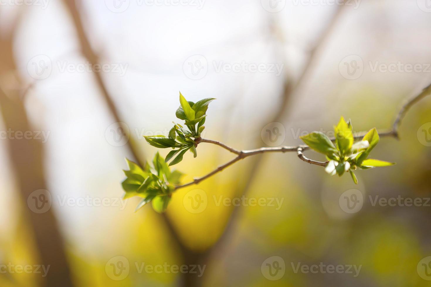 close up of young leaves on tree branch in nature in spring. spring blooming fruit tree in the garden plot. swollen buds on the flowering fruit tree photo