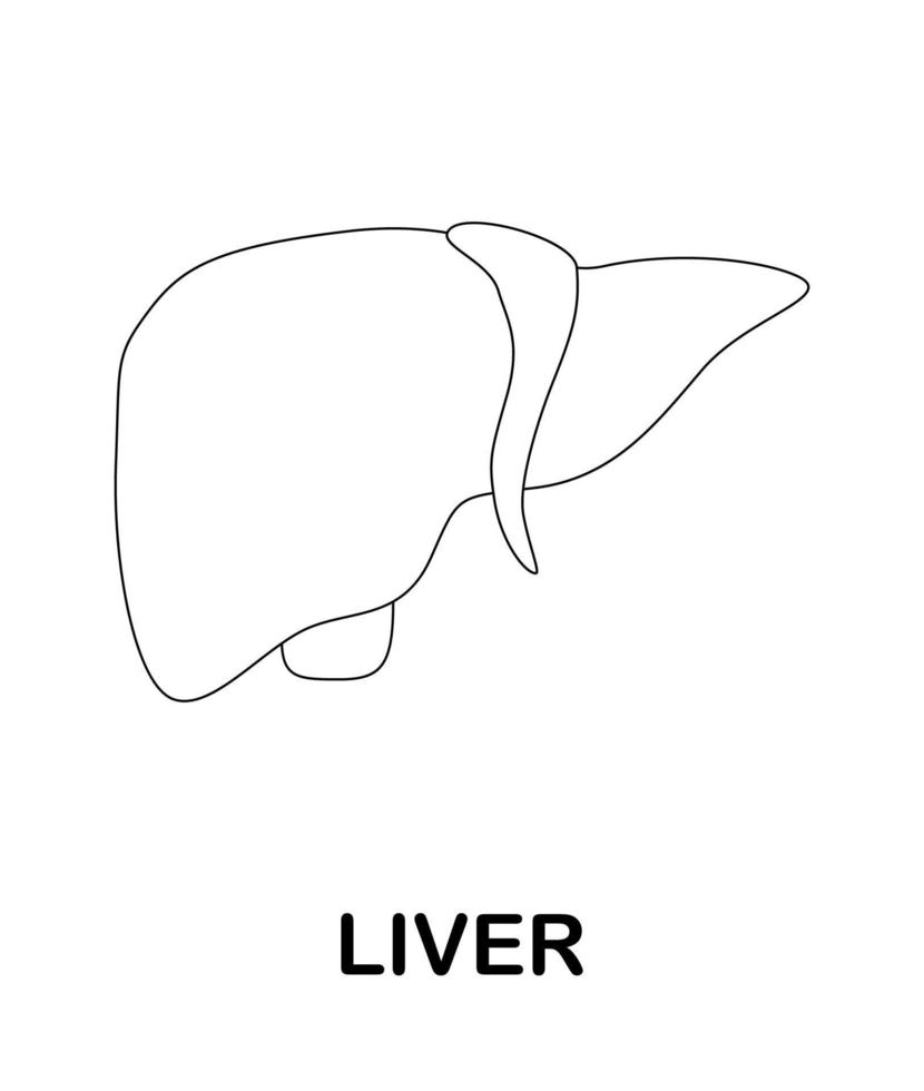 Coloring page with Liver for kids vector