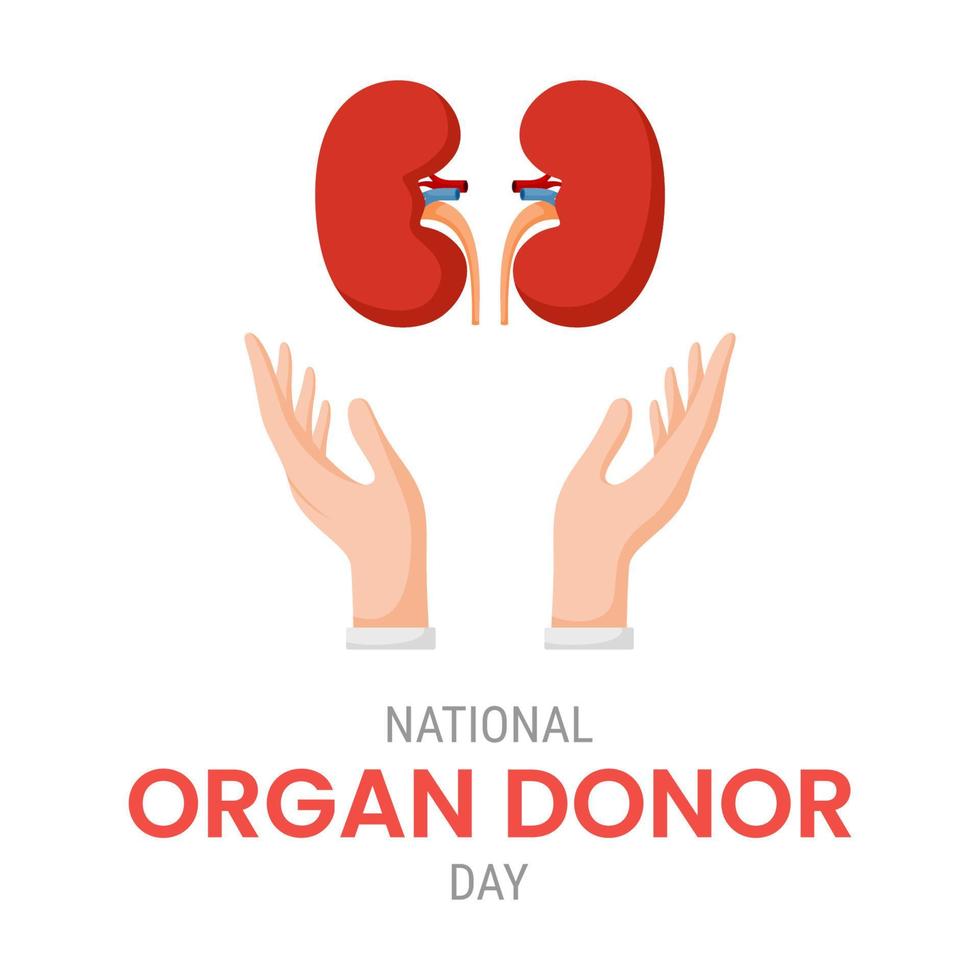 National organ donor day with Kidneys vector