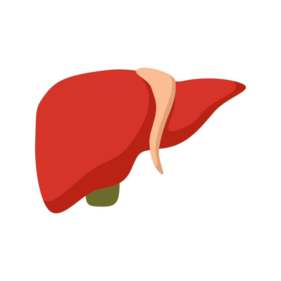 Liver isolated on white background vector