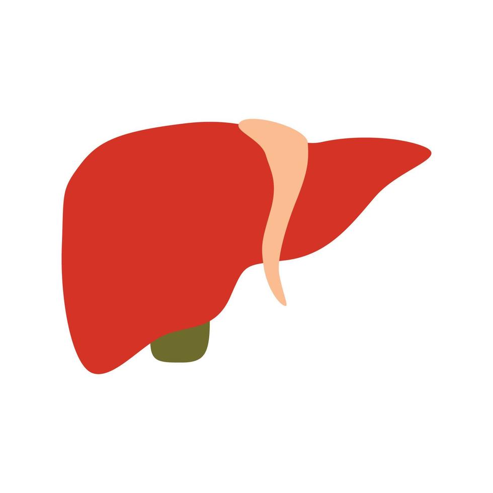 Liver isolated on white background vector