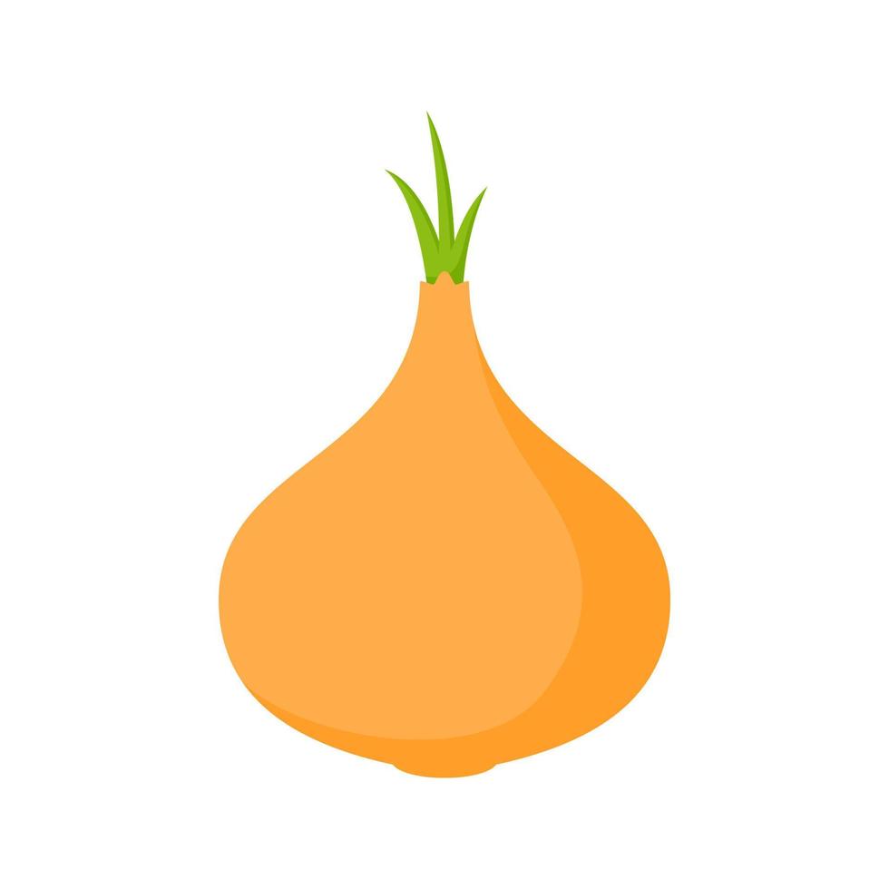 Yellow Onion isolated on white background vector