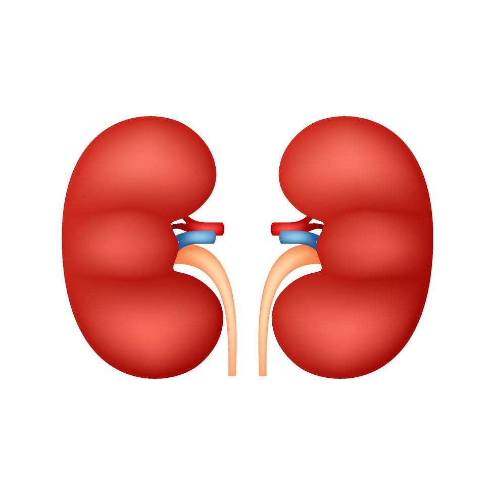 Kidneys isolated on white background vector