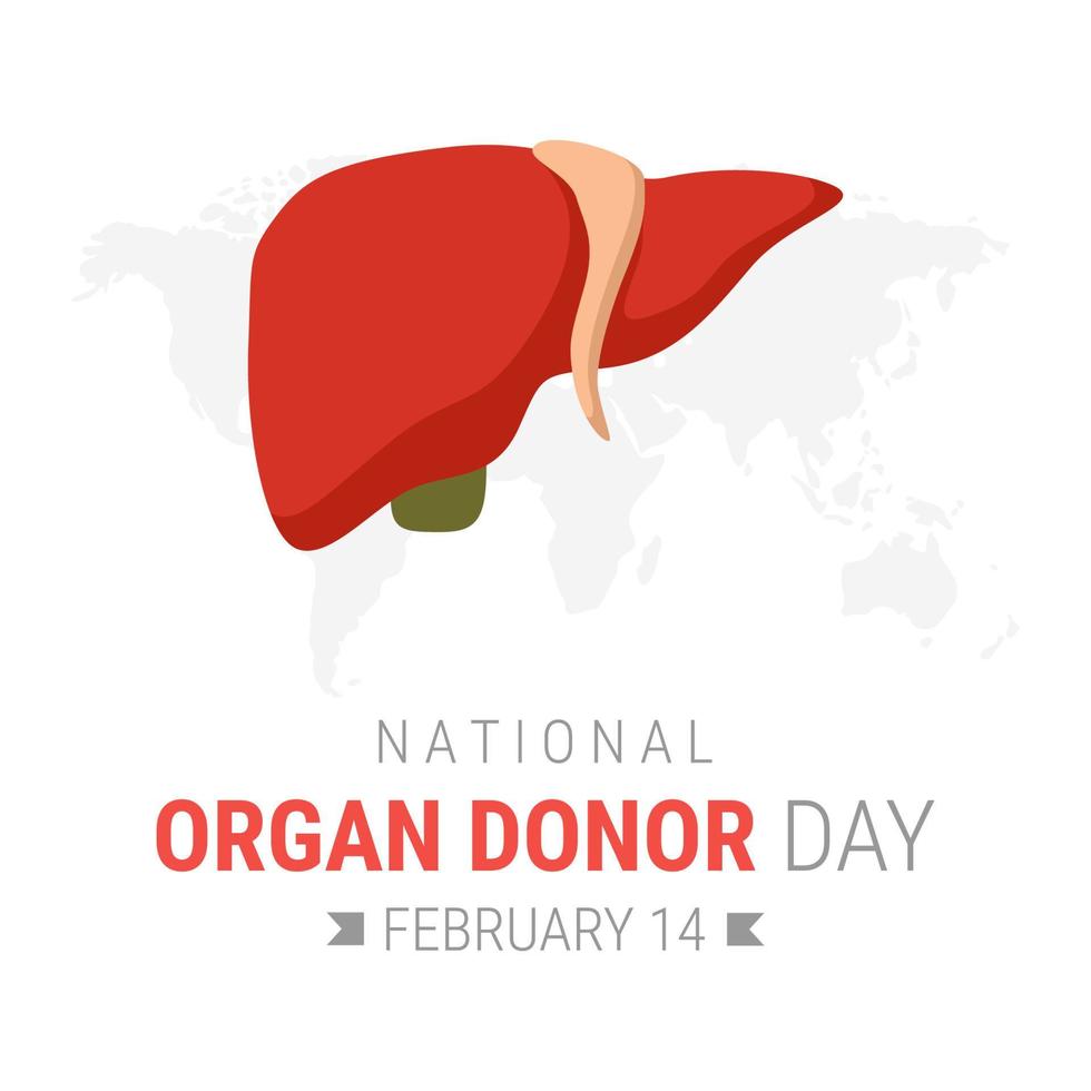 día nacional del donante de órganos con hígado vector