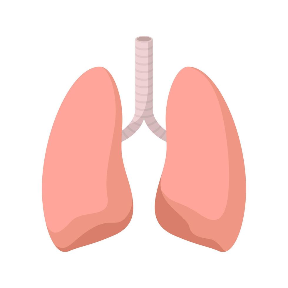 pulmones aislado sobre fondo blanco vector