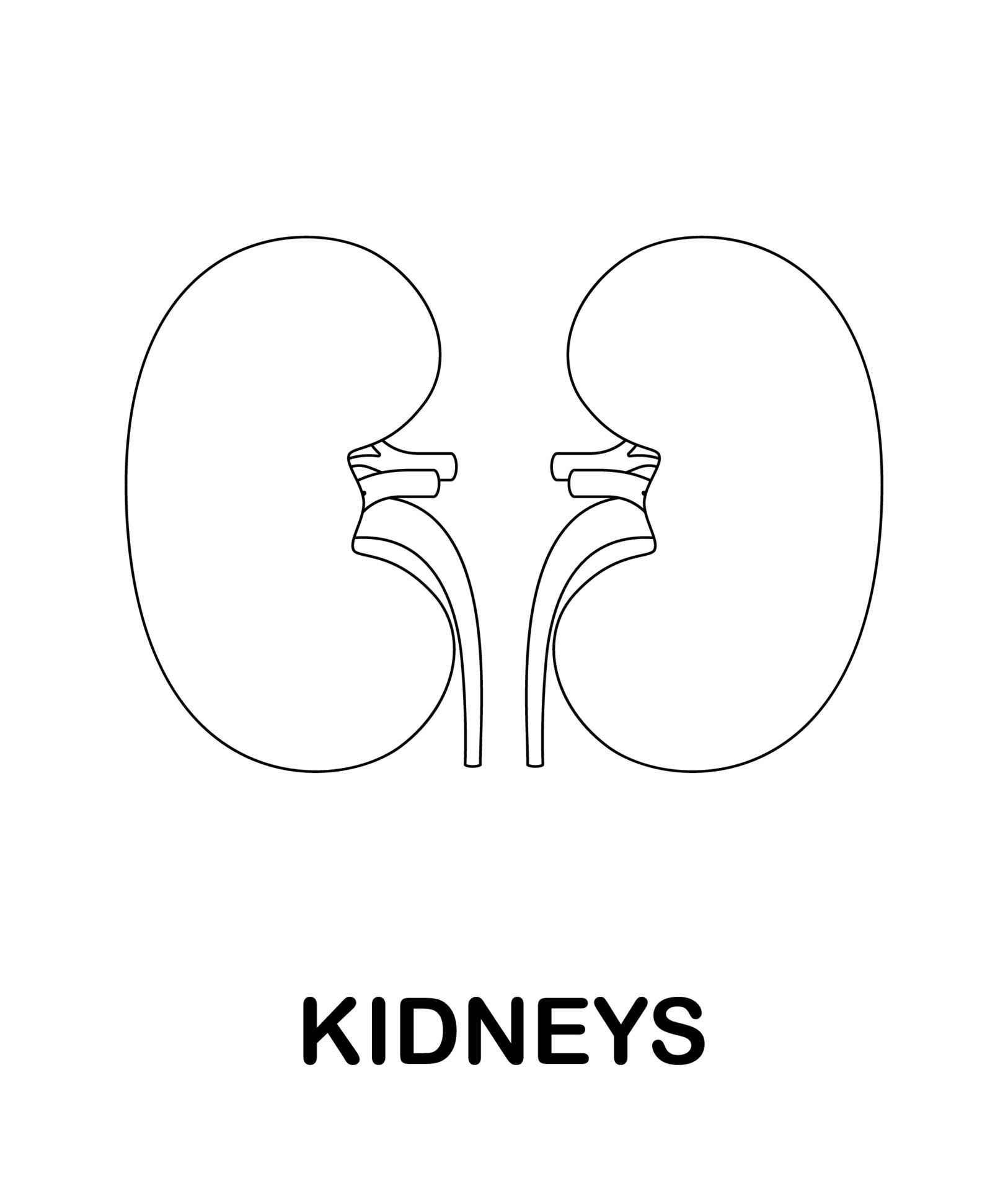 Coloring page with Kidneys for kids 9365167 Vector Art at Vecteezy