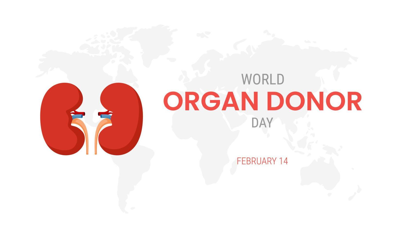día nacional del donante de órganos con riñones vector