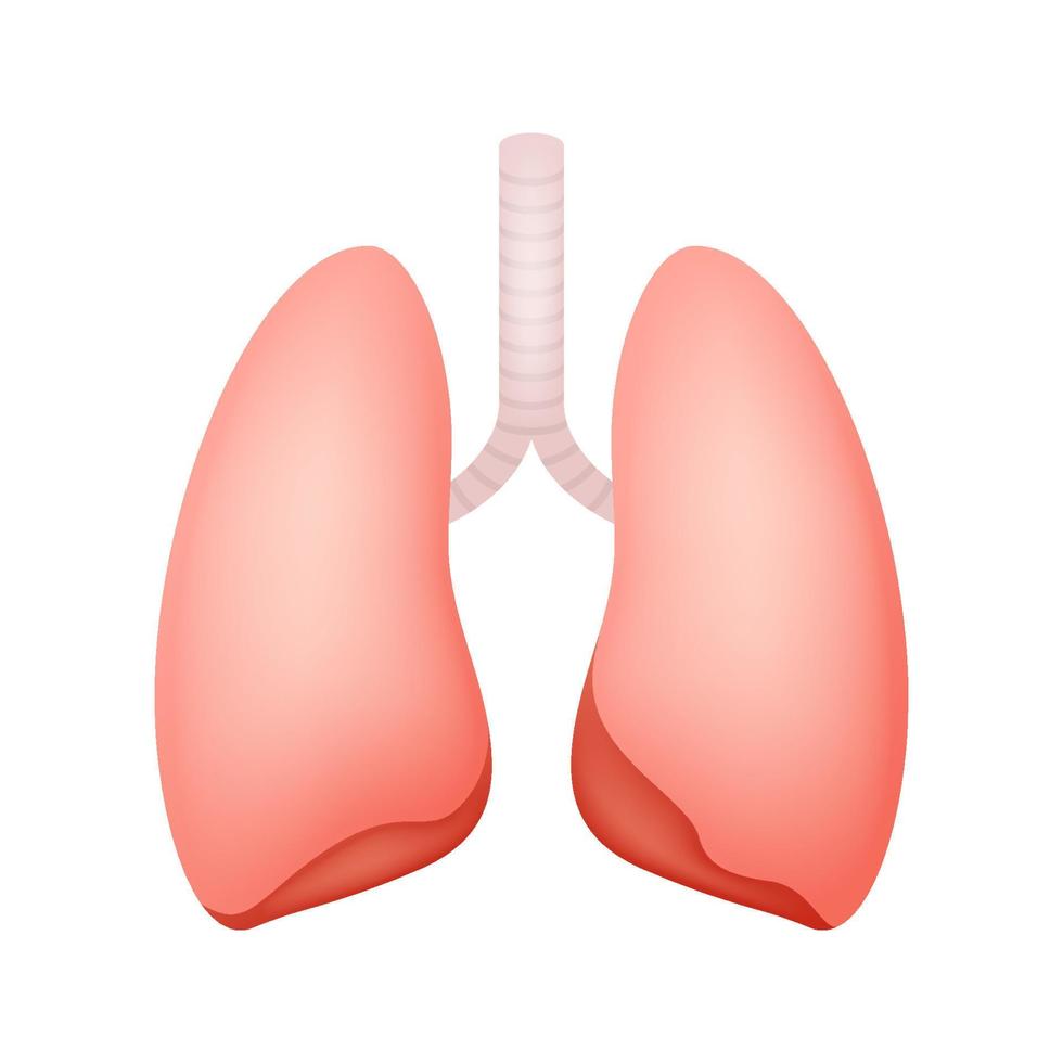 pulmones aislado sobre fondo blanco vector