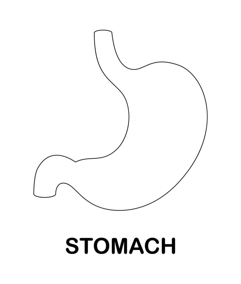 Coloring page with Stomach for kids vector