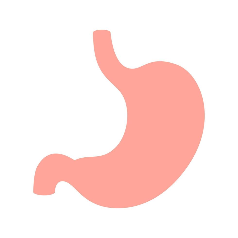 Stomach isolated on white background vector