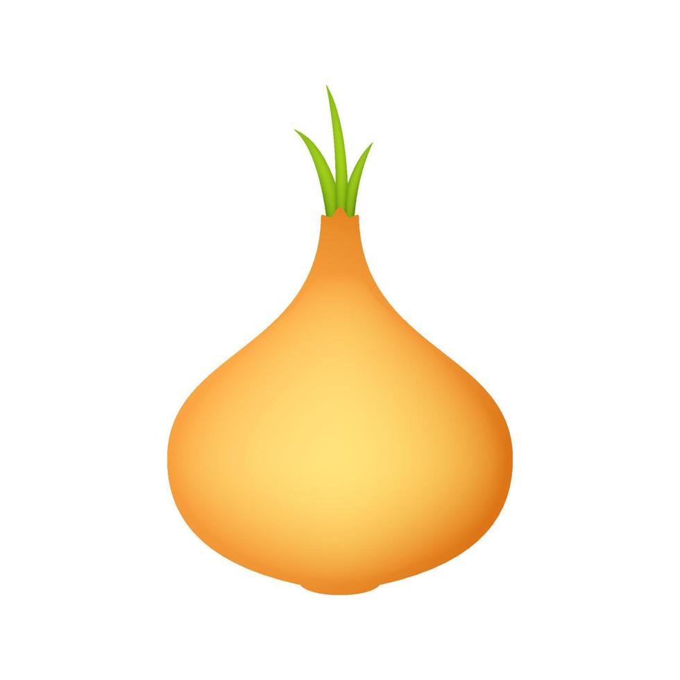 Yellow Onion isolated on white background vector