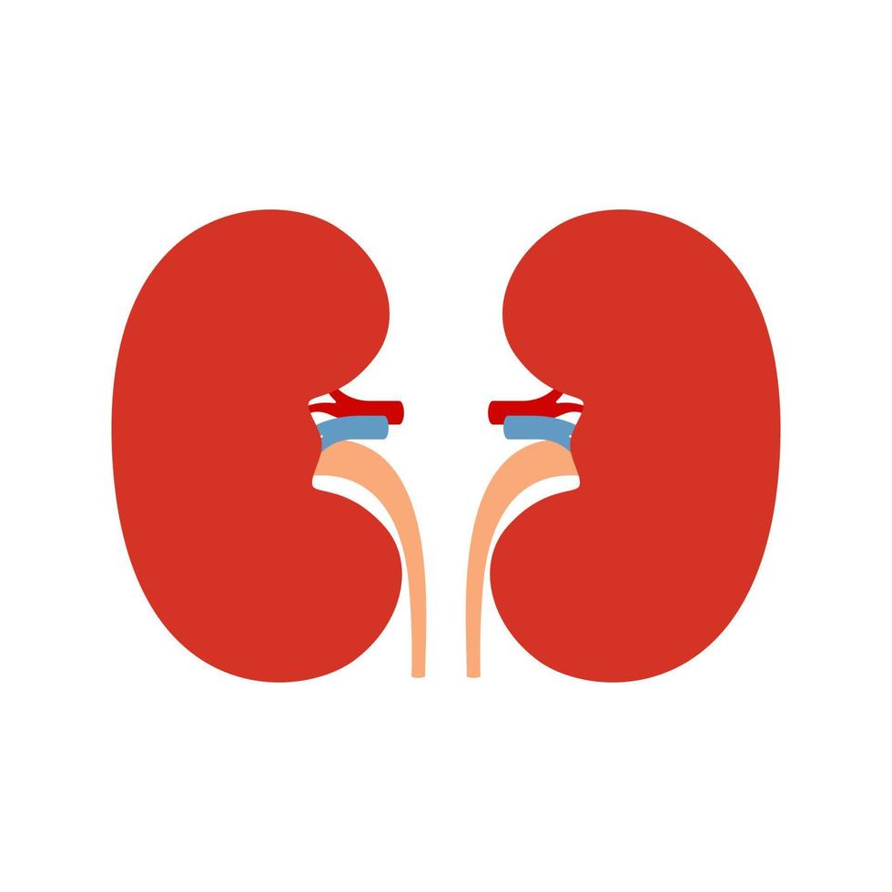 Kidneys isolated on white background vector