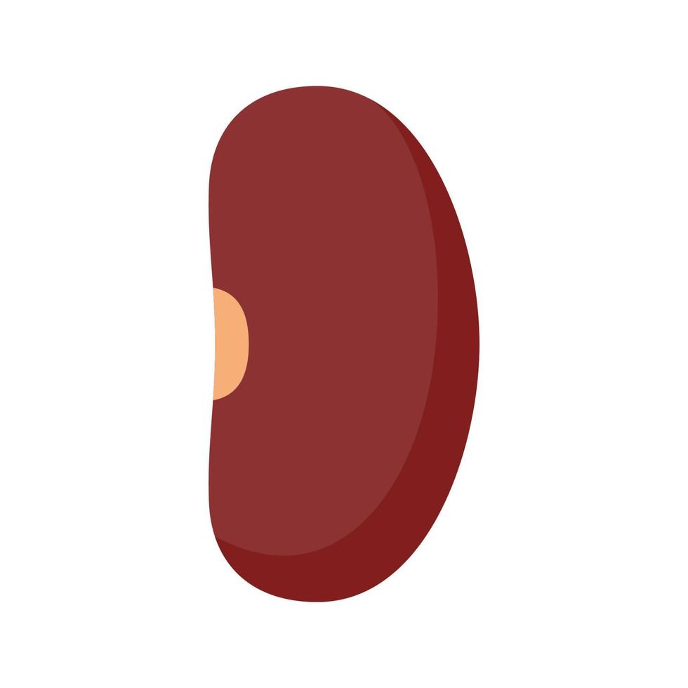 Kidney Bean isolated on white background vector