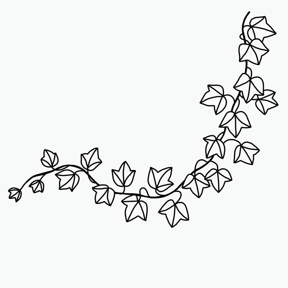 Simplicity ivy freehand drawing flat design. vector