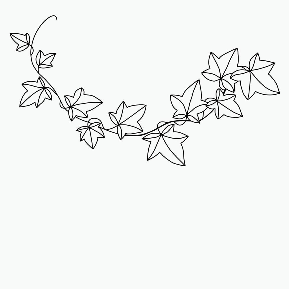 Simplicity ivy freehand drawing flat design. vector