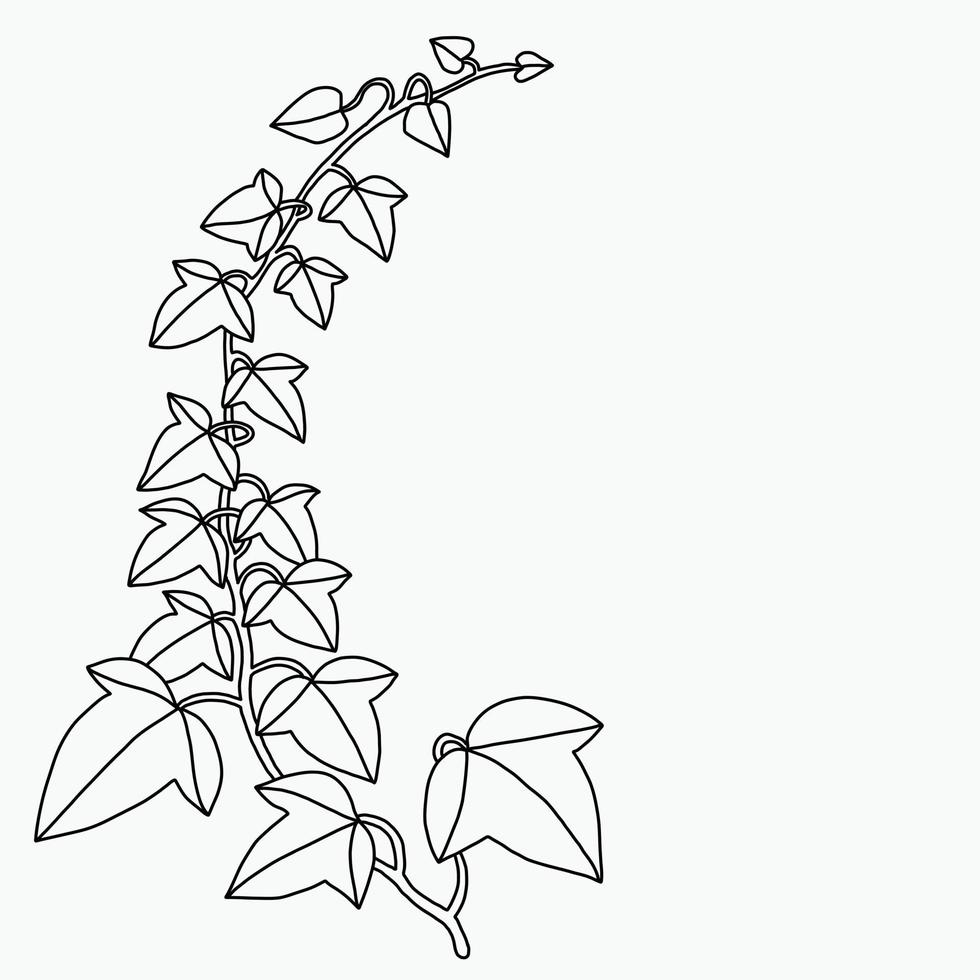 Simplicity ivy freehand drawing flat design. vector