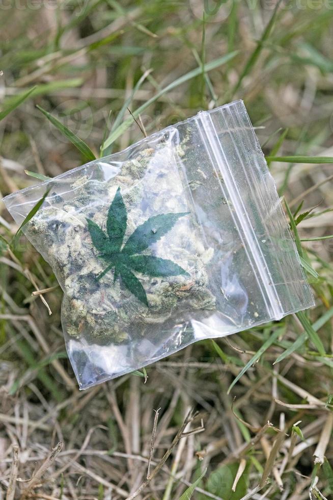 Marihuana cannabis in small bug macro fifty megapixels high quality prints photo