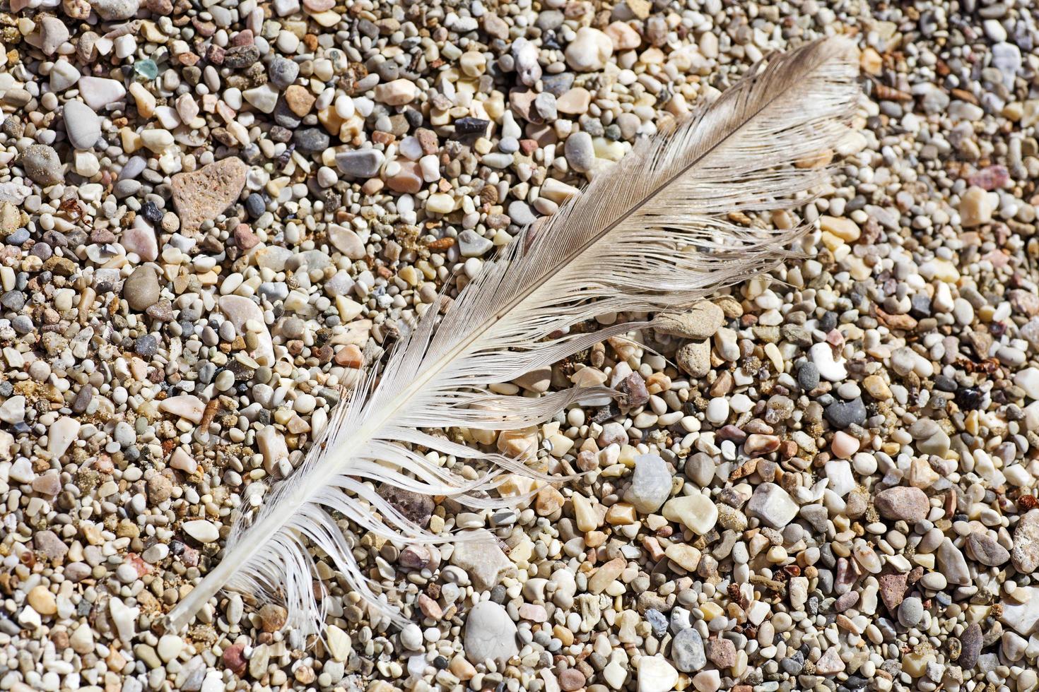 Bird down macro on beach stones background fine art in high quality prints products Canon 5DS - 50,6 Megapixels photo