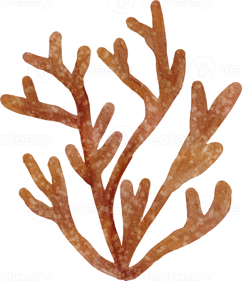 océano acuarela coral png