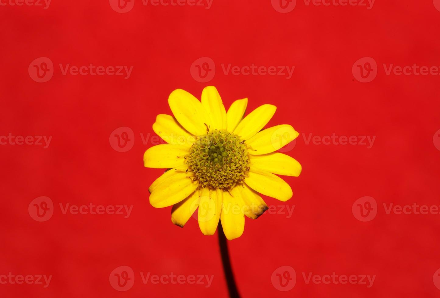 Yellow flower blossom close up botanical background sanvitalia procumbens family compositae high quality big size print photo