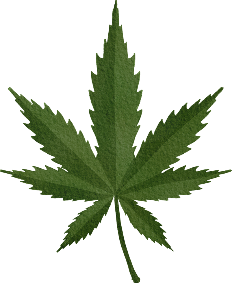 folha de maconha ou maconha png