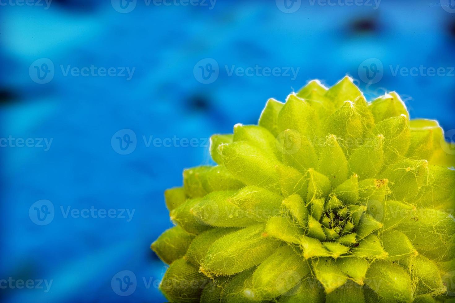 Flowers blossoms close up nature modern backgrounds photo