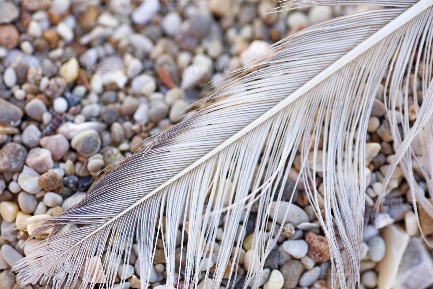 Bird down macro on beach stones background fine art in high quality prints products Canon 5DS - 50,6 Megapixels photo