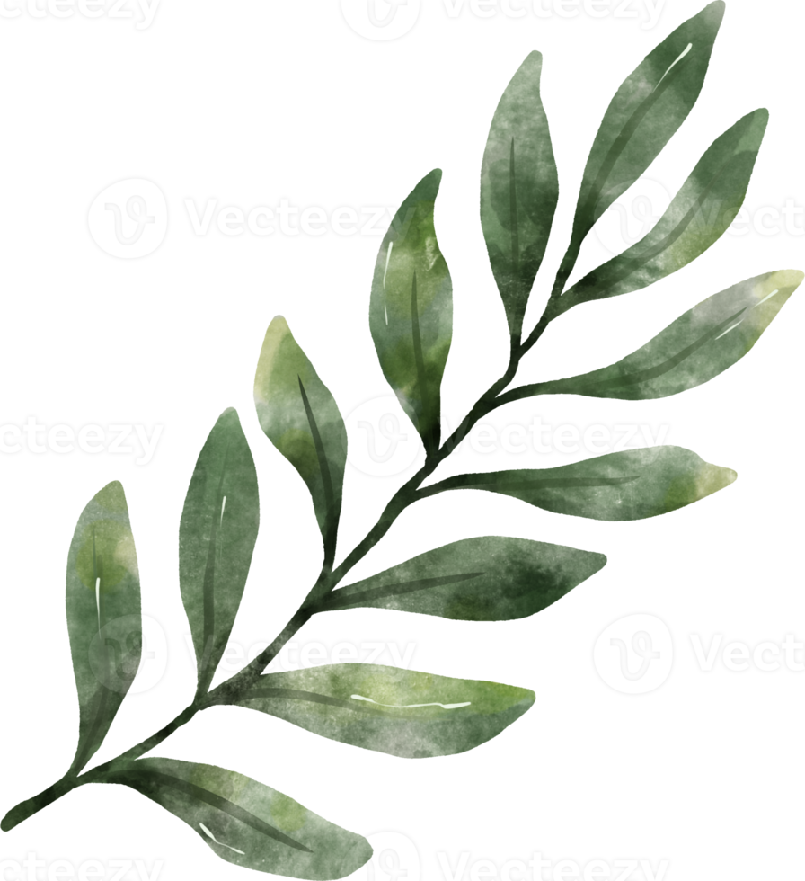 Greenery Leaf Watercolor png