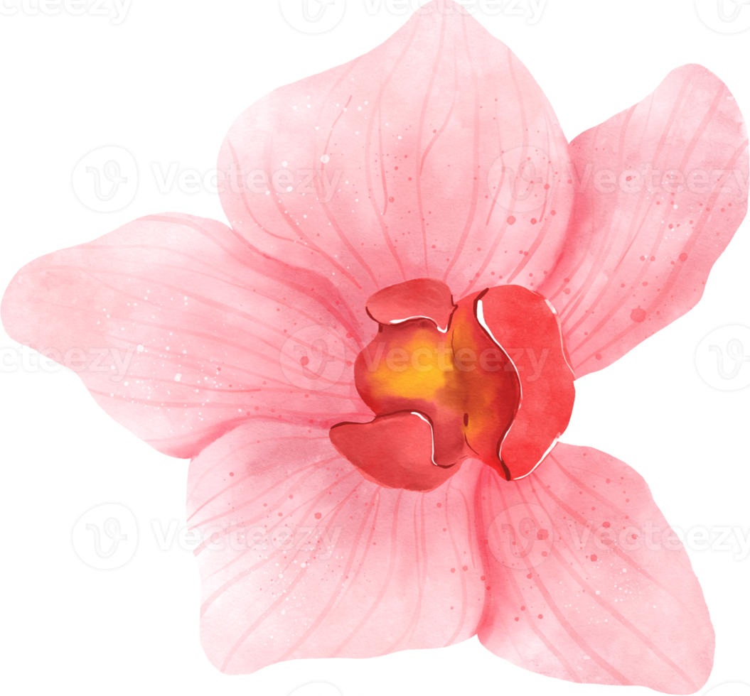 Pink Orchid Flower Watercolor png