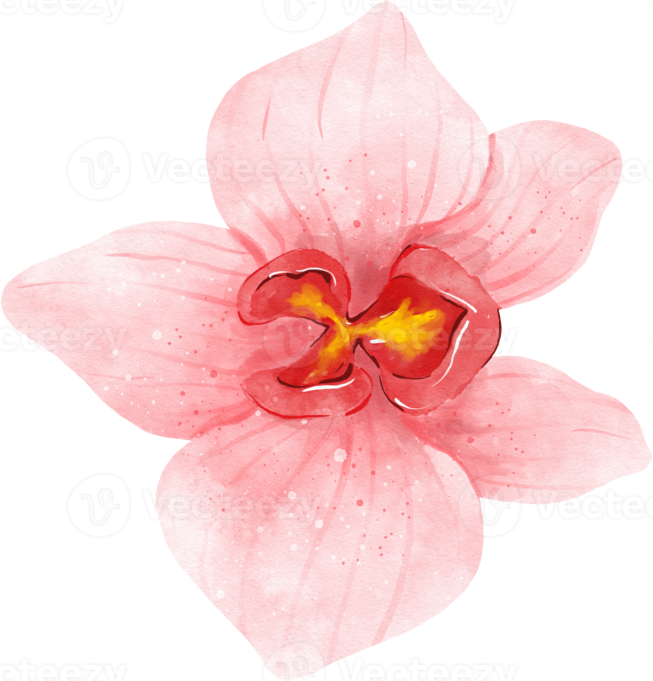 Pink Orchid Flower Watercolor png