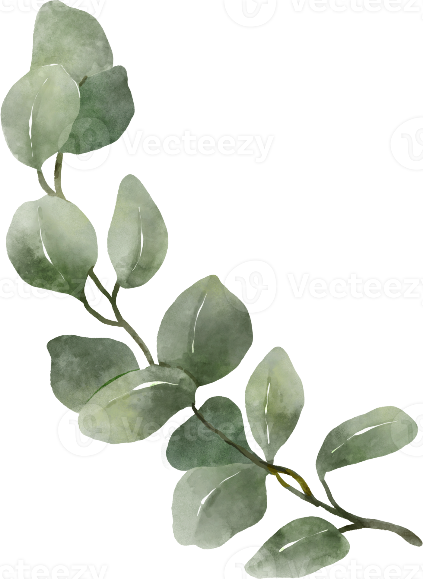 illustration de feuilles d’eucalyptus aquarelle 9369328 PNG
