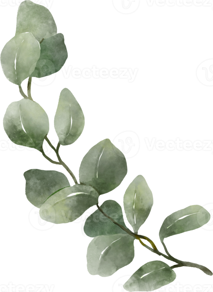 Eucalyptus Watercolor Leaves Illustration 9369328 PNG