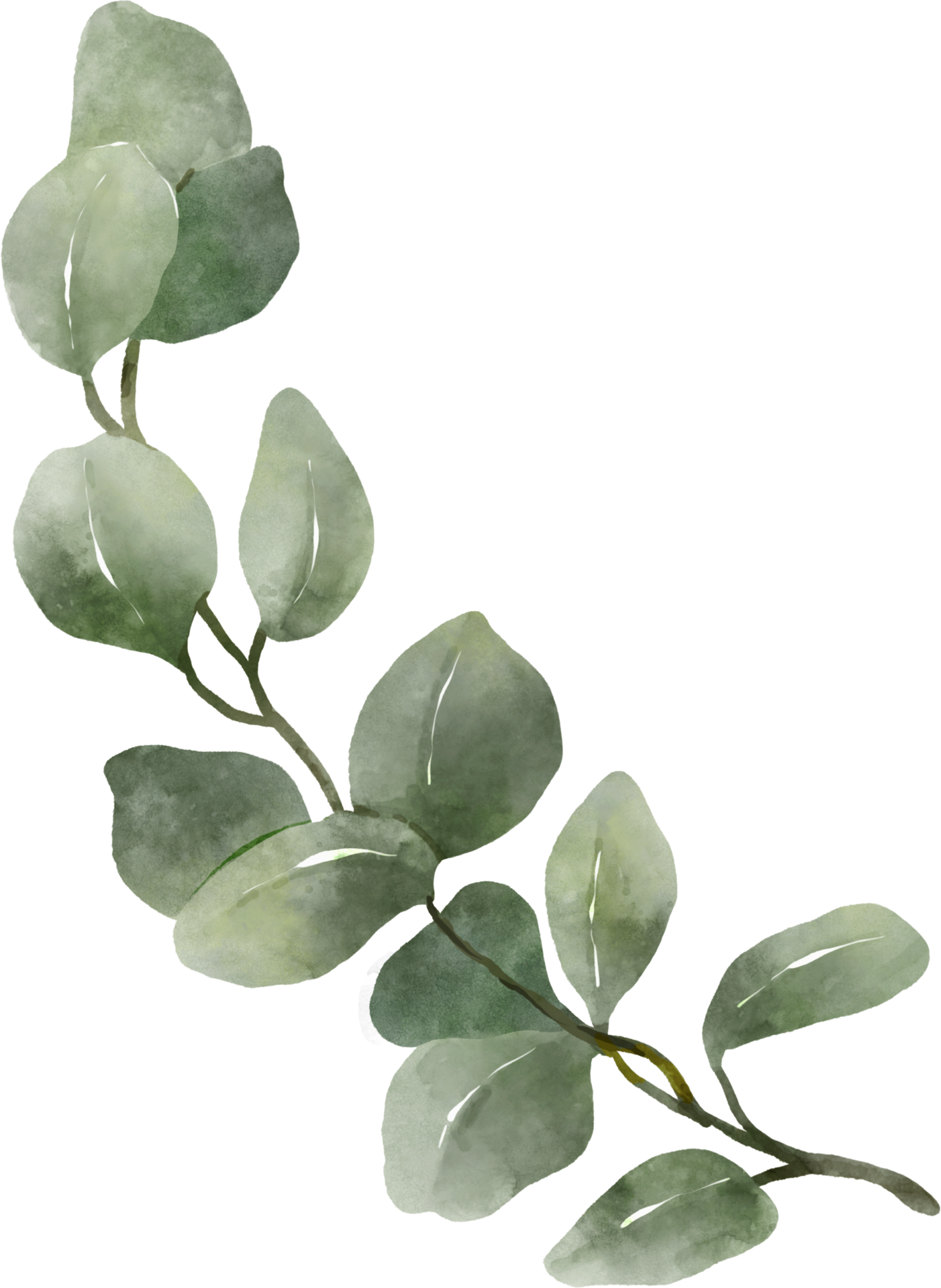 Eucalyptus De Feuille De Plante De Mariage Aquarelle PNG , Yugali, Plante,  Feuilles De Plantes Fichier PNG et PSD pour le téléchargement libre