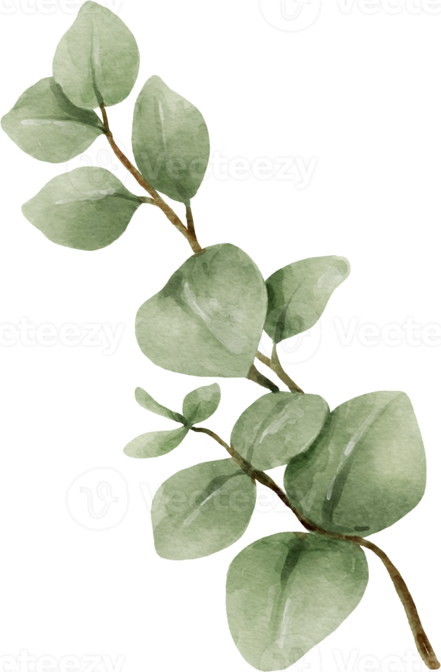 eucalyptus aquarel bladeren illustratie 9369329 PNG