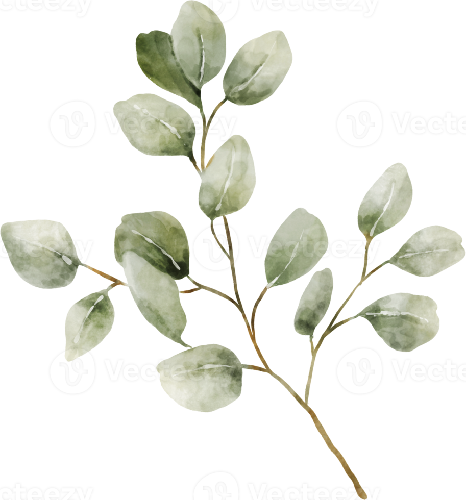 illustrazione di foglie di acquerello di eucalipto png