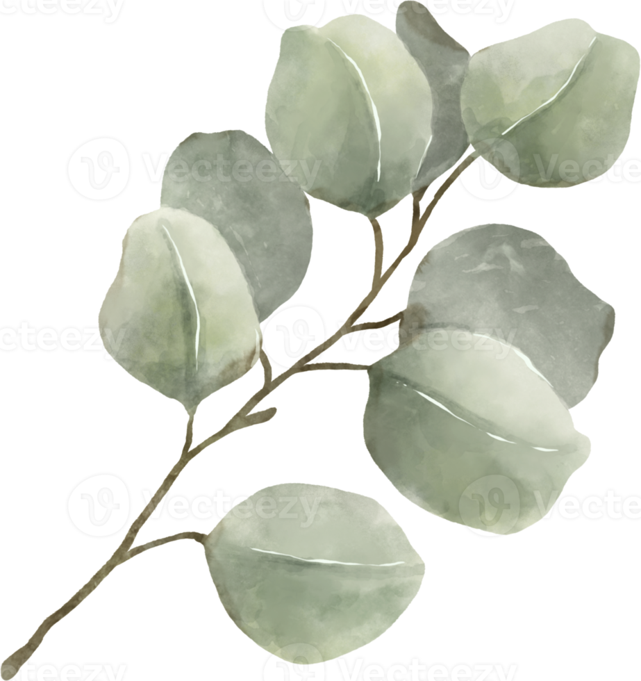 ilustración de hojas de acuarela de eucalipto png
